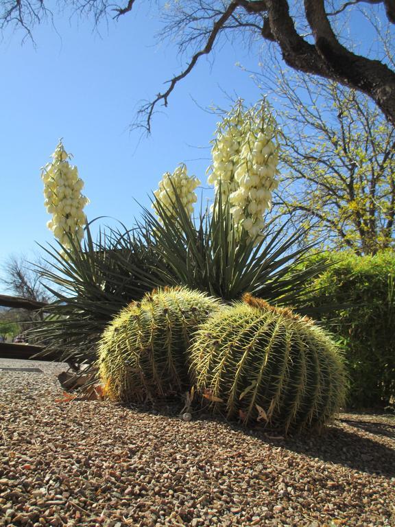 Tubac Country Inn Exterior foto
